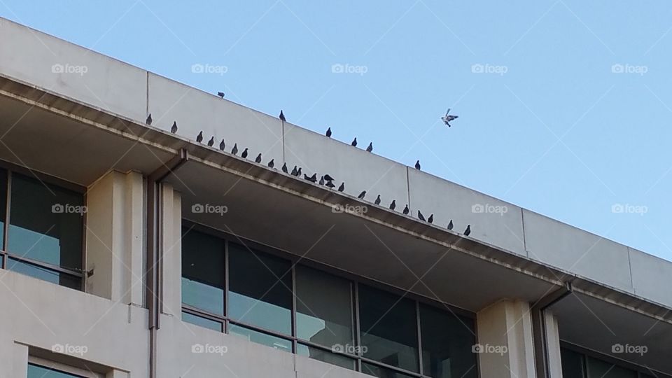 Wild Birds On A Building