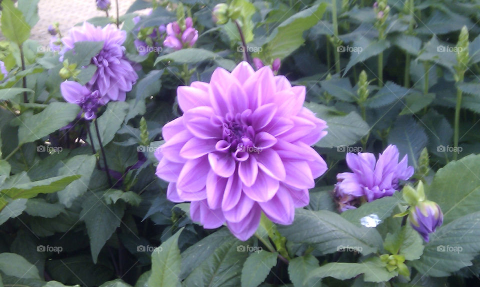 Big purple flower
