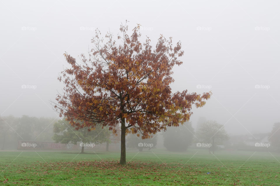 Fog, Landscape, Tree, Mist, No Person