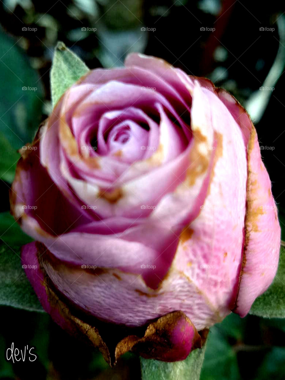 Purple in the garden