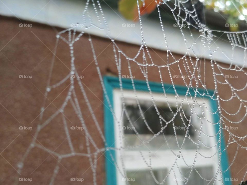 spiderweb