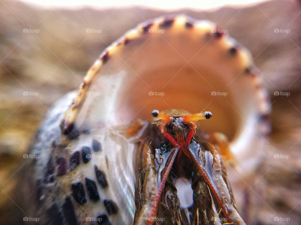 macro sea blur shell by munda.net