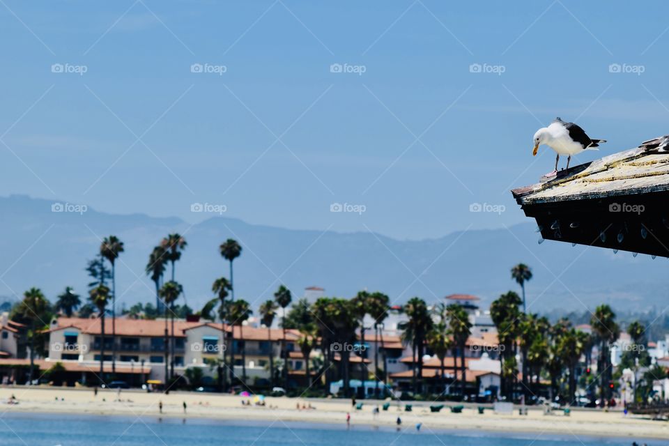 Seagull at Santa Barbara California