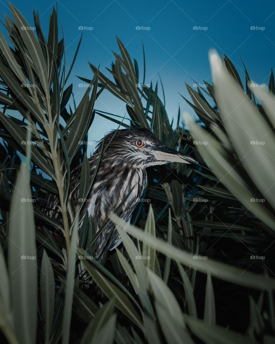 Bird staring at human like your not supposed to be there