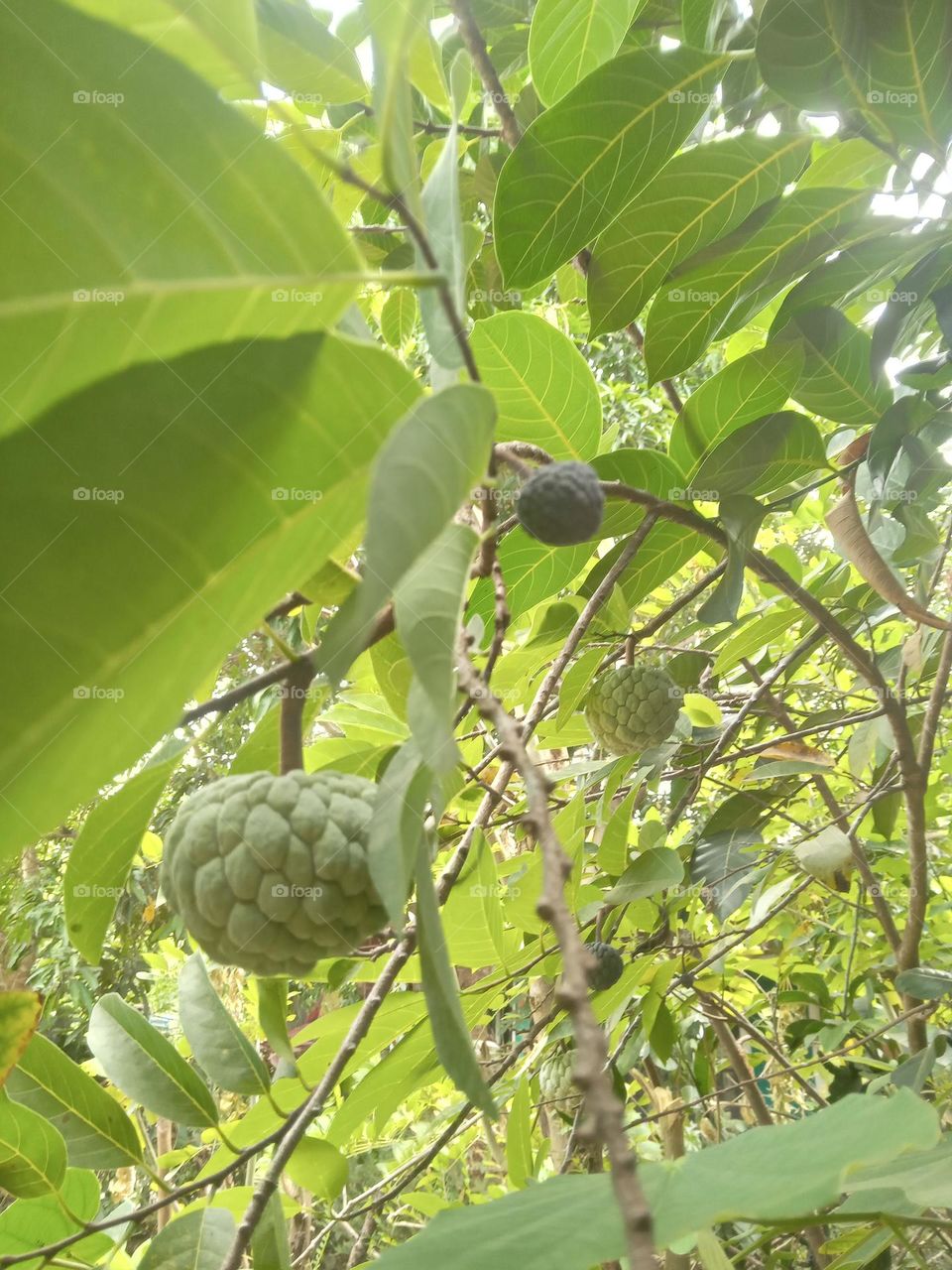 This is anoda fruit. This is a delicious fruit. This fruit grows in the dry region of Sri Lanka. This is a picture of an Anoda fruit in my garden.