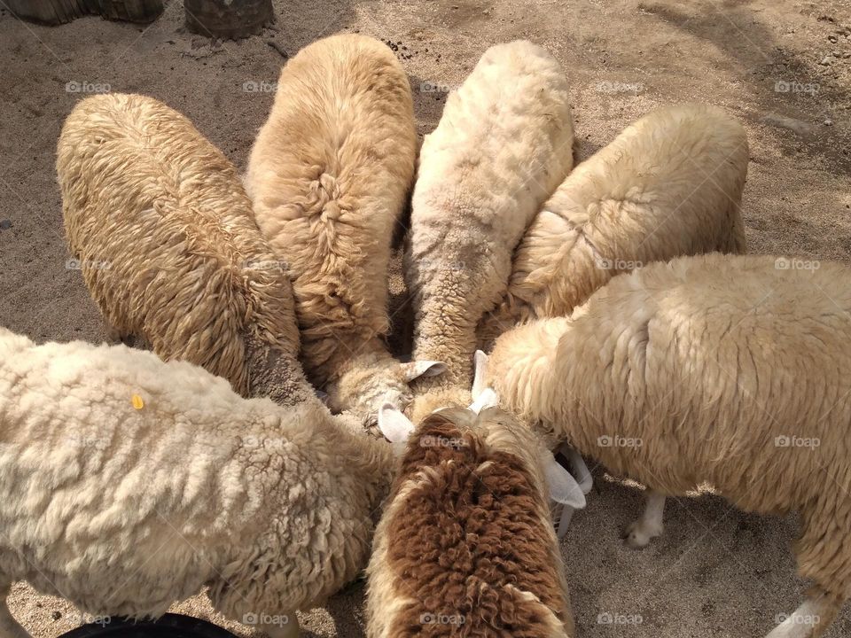 seven goats eating together in a container filled with grass