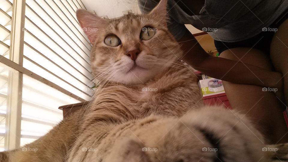 sweet cat. cat selfie