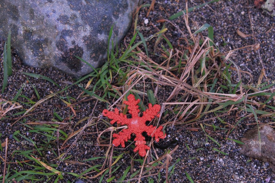 A sparkly red snowflake Christmas decoration found at the beach on a morning walk with the pups.  
