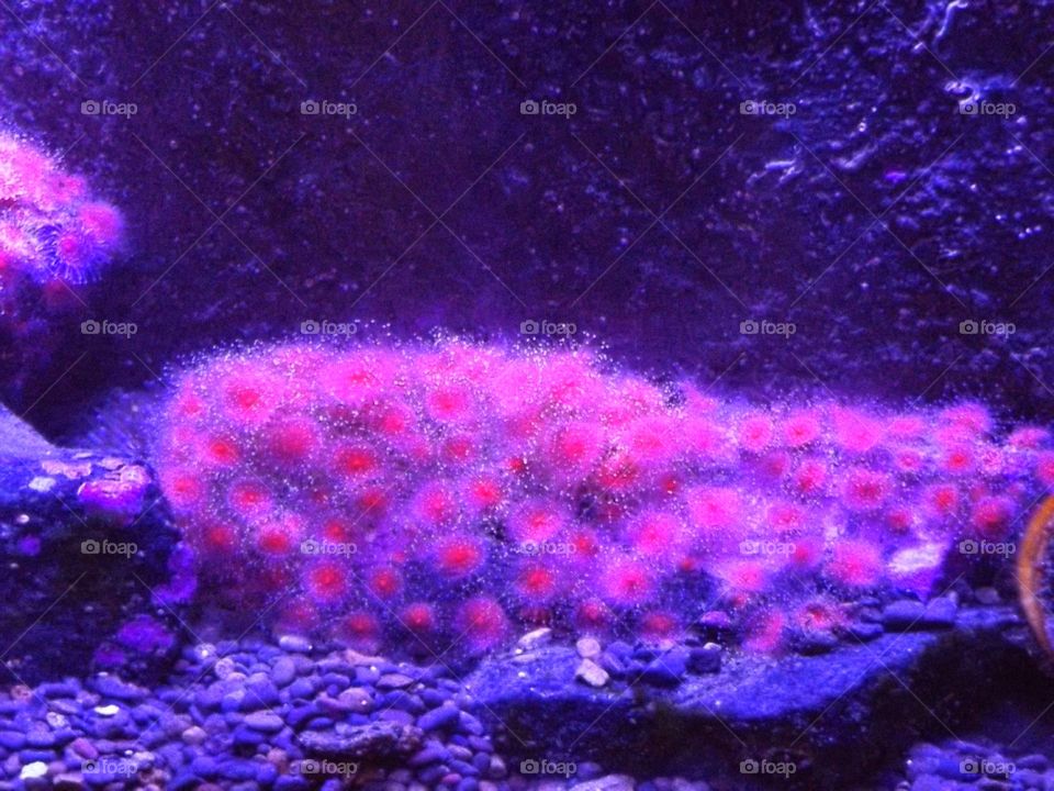 Under water purple 