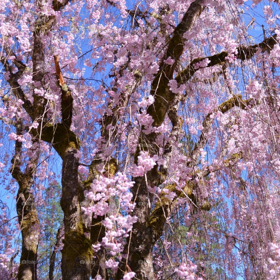 weeping cherry blossoms