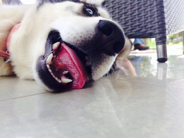 Siberian Husky