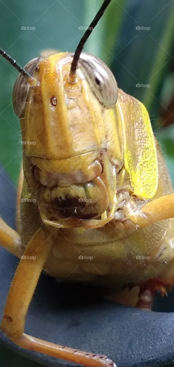 grasshopper