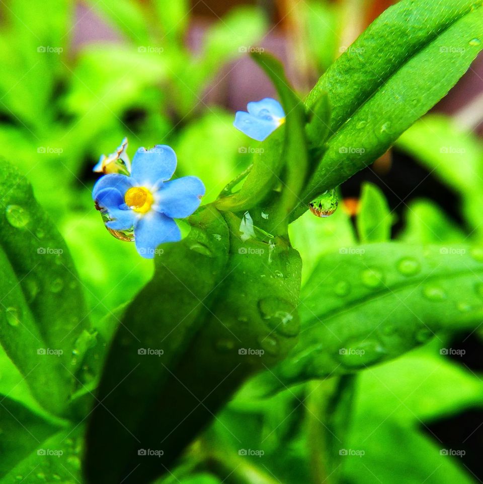 Forget me knot