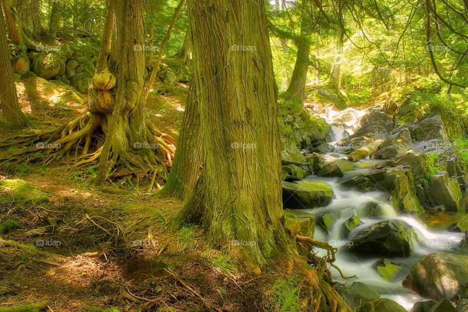 Gnarly trees beside the waterfall