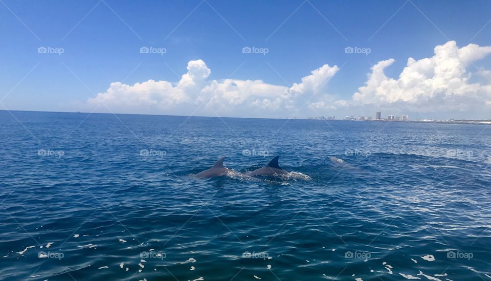 Dolphins on the jet ski. Panama City, FL in the background. 