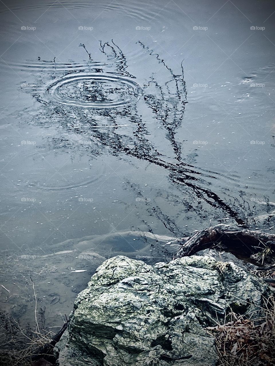 Water drips from branches, landing in the river, causing ripples in the tree’s reflection.