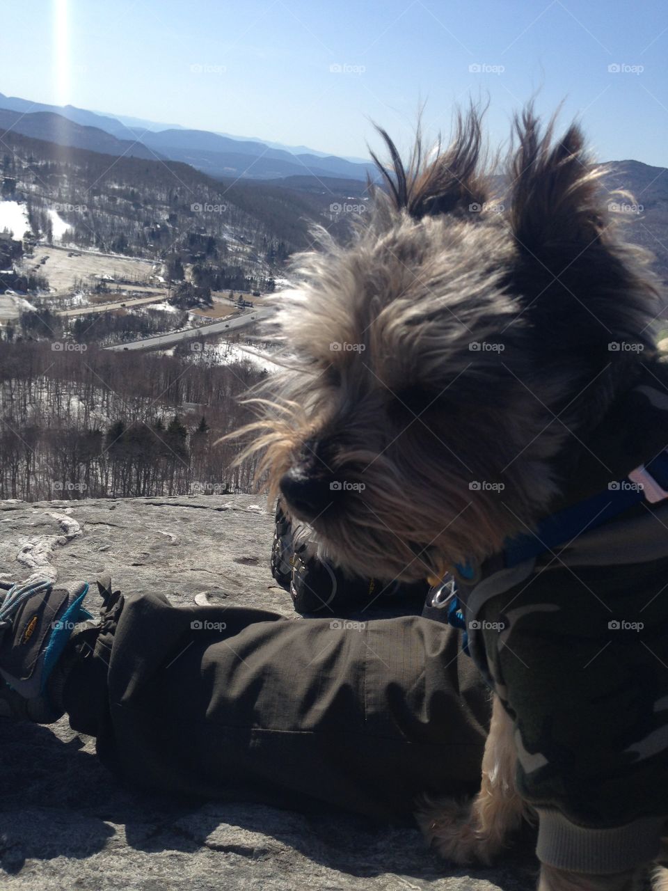 Dog, No Person, Snow, One, Portrait