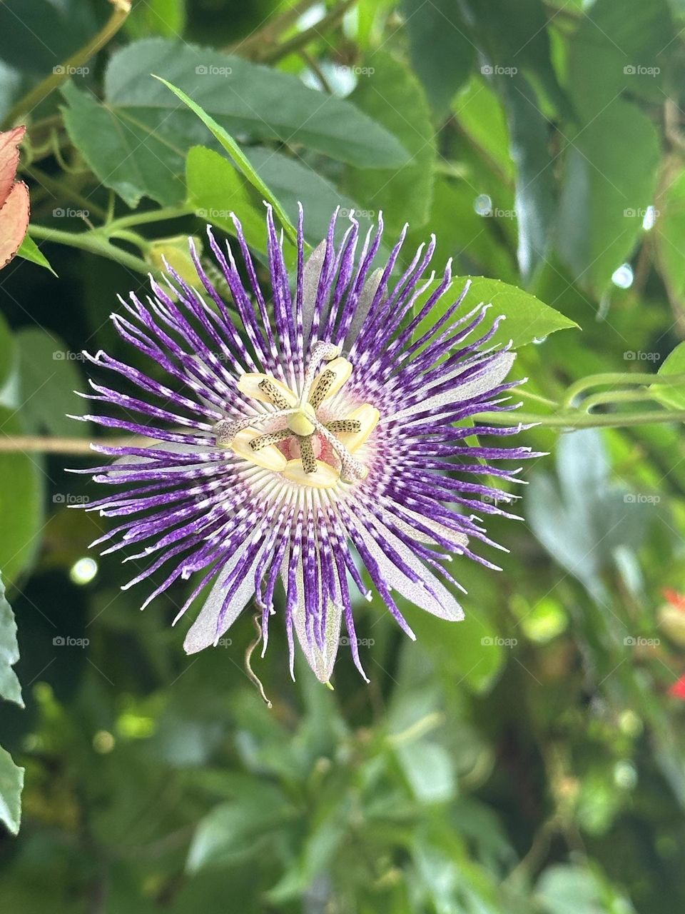 Passion Flowers 