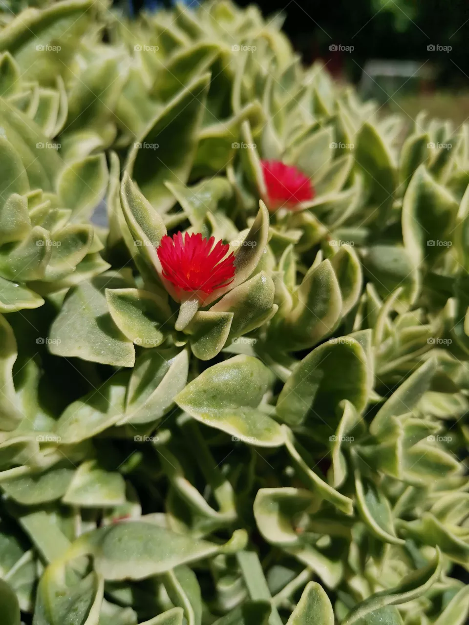 Red flower