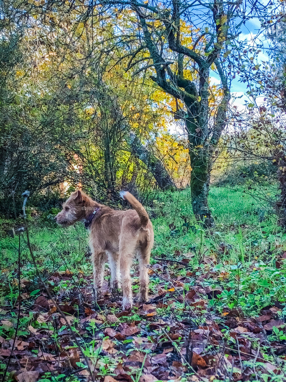 Walking the dog through woodland on a bright, autumn morning