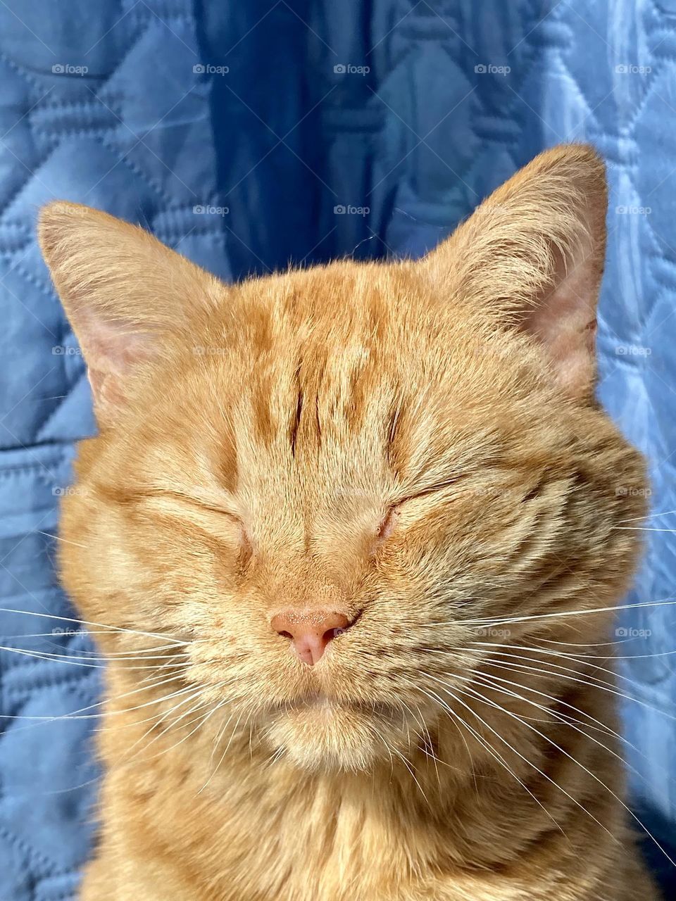 An orange tabby cat enjoying the warm sunshine