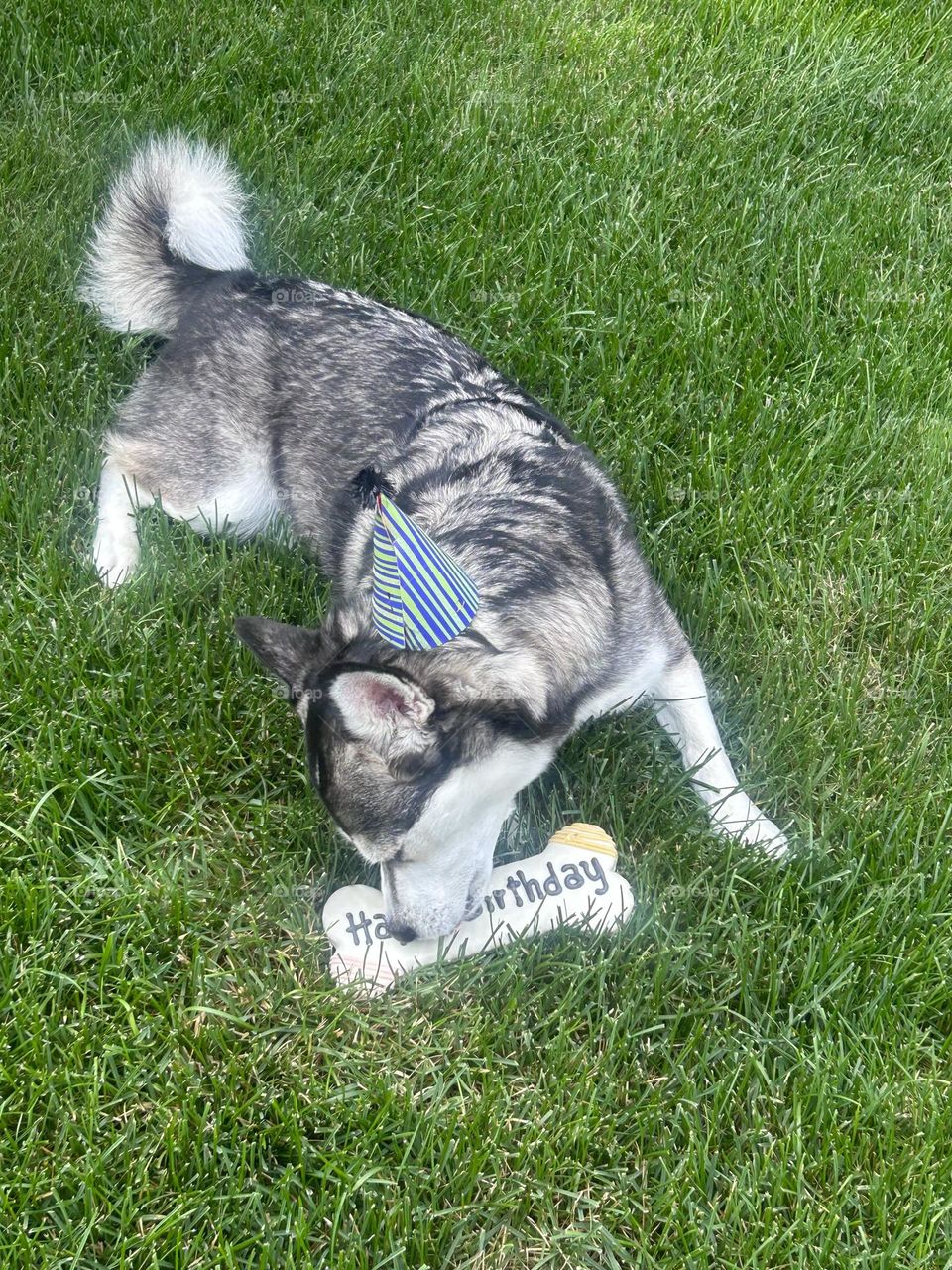 Luka the tiny Klee Kai/husky enjoying his birthday bites!