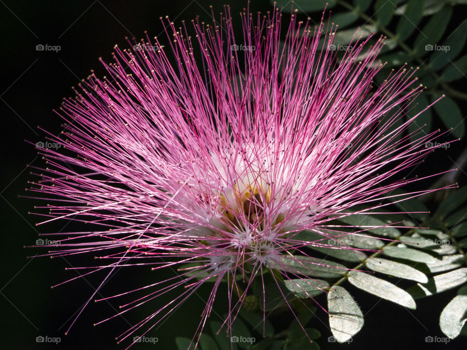 Pink Mimosa Flower