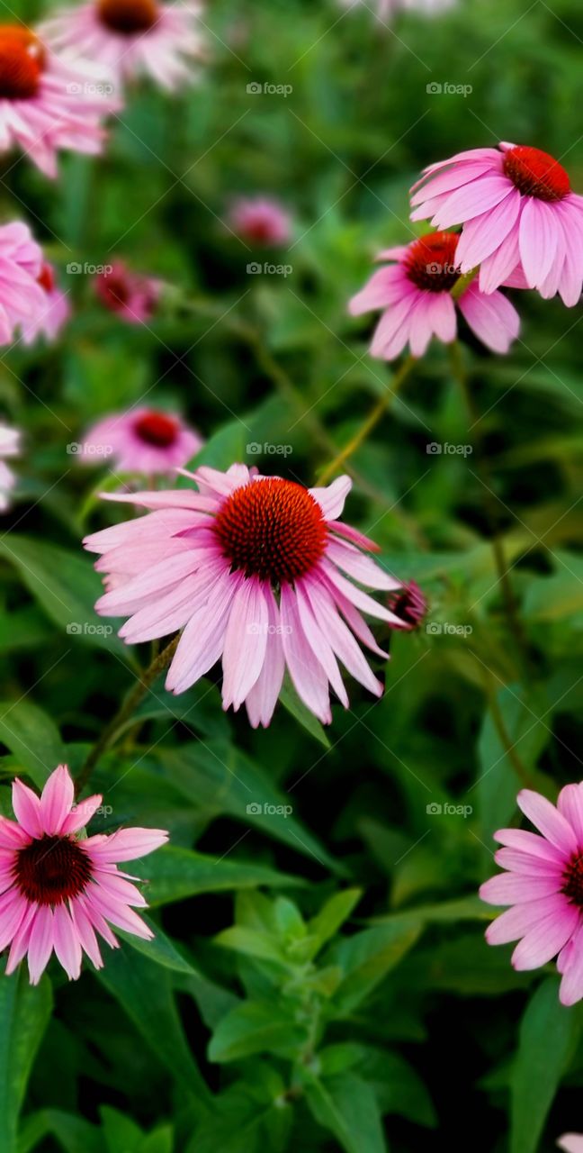 🔥🌷Flowers on it's maximum splendor🌷🔥