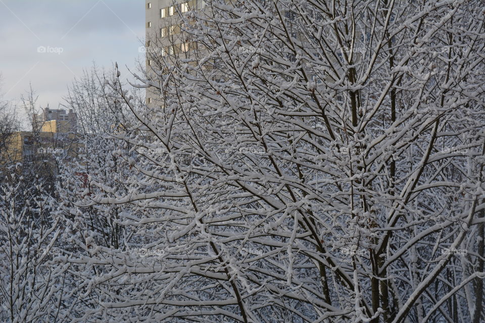 Winter, Frost, Snow, Cold, Tree