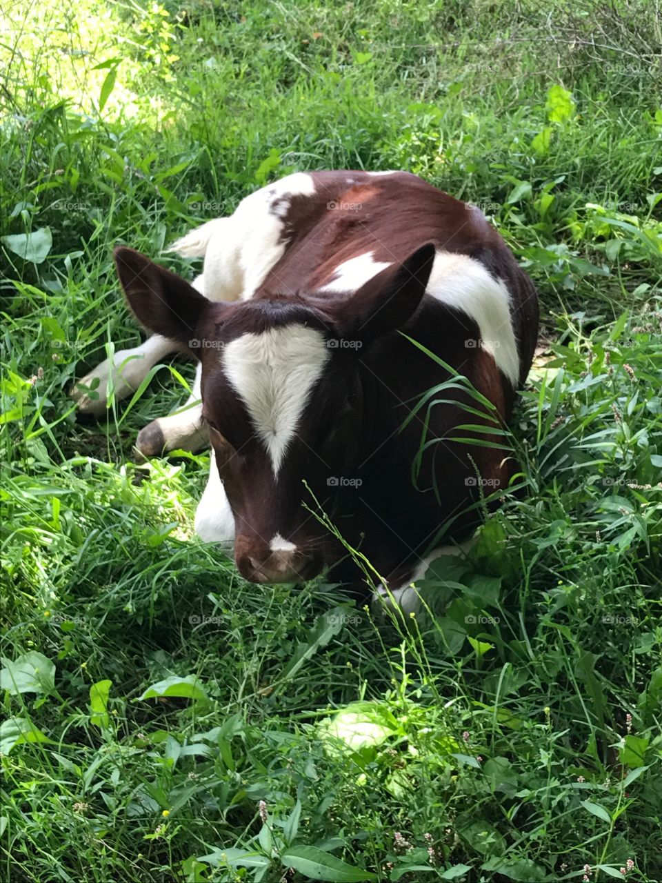 Super Sweet Brown and White Baby Cow - Calf Lying in Peaceful Green Grass Pasture - Sunny Day Outside on the Rustic Country Farm 