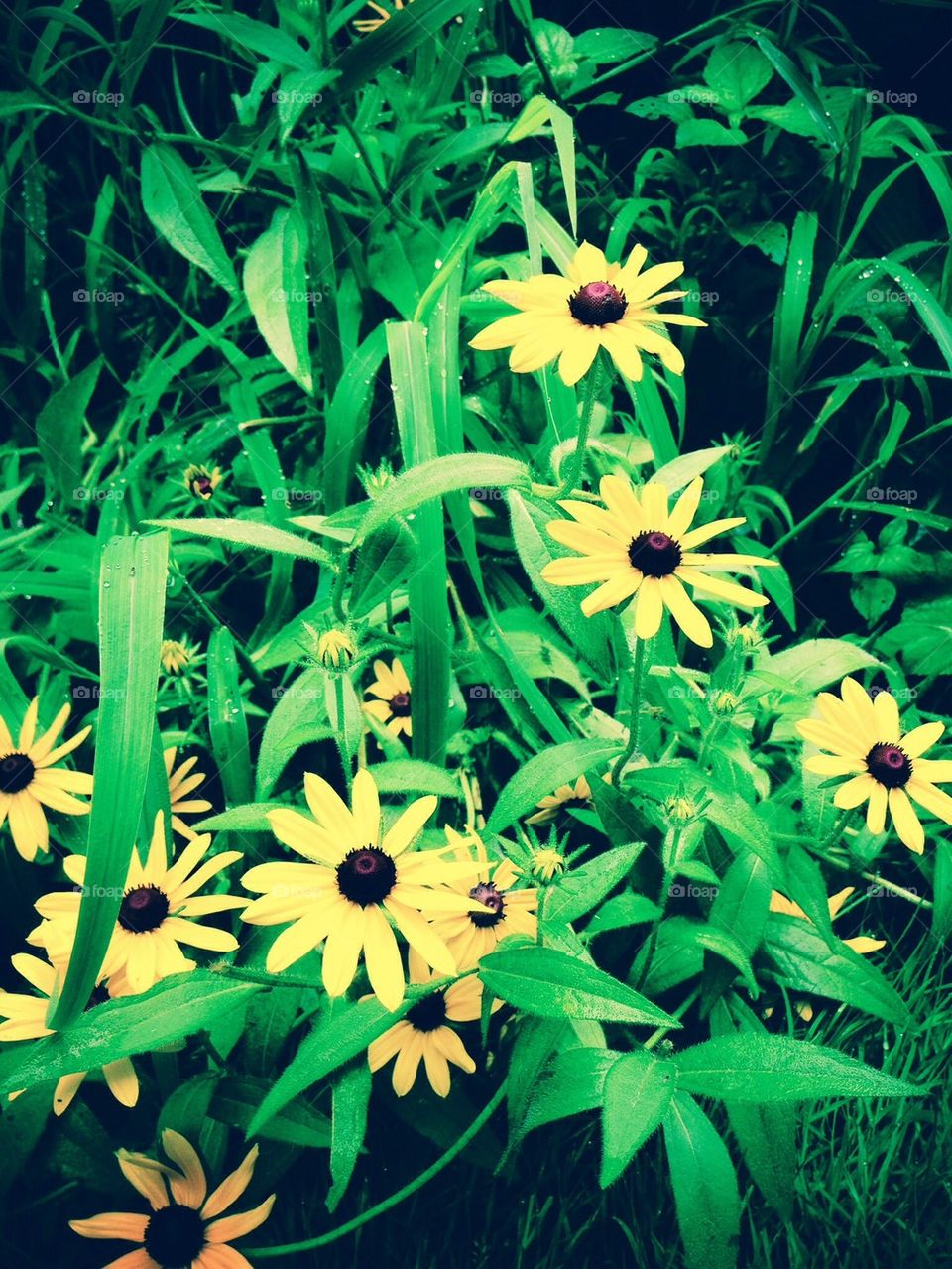 green flowers garden nature by jmh