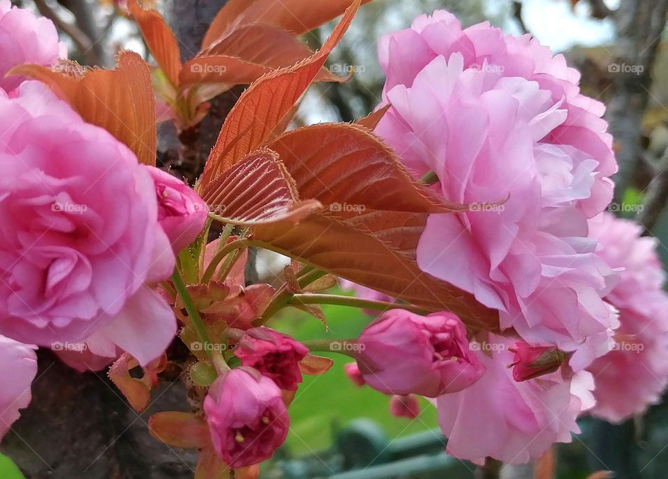 Flowers mobile photography