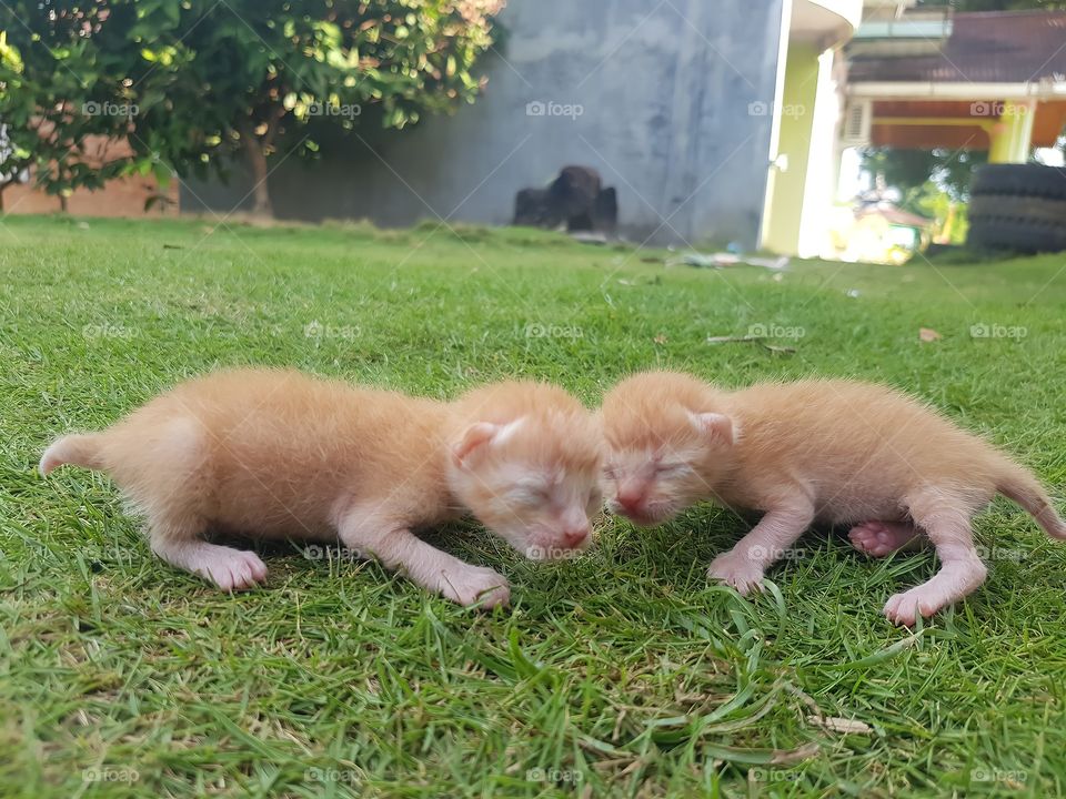 Two kittens on grass