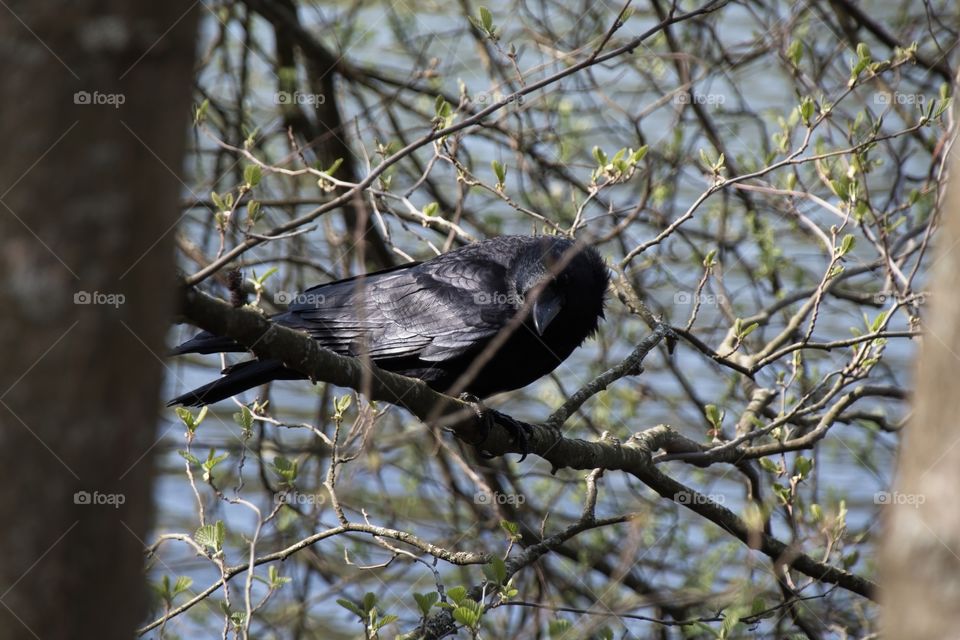 crow on a branch