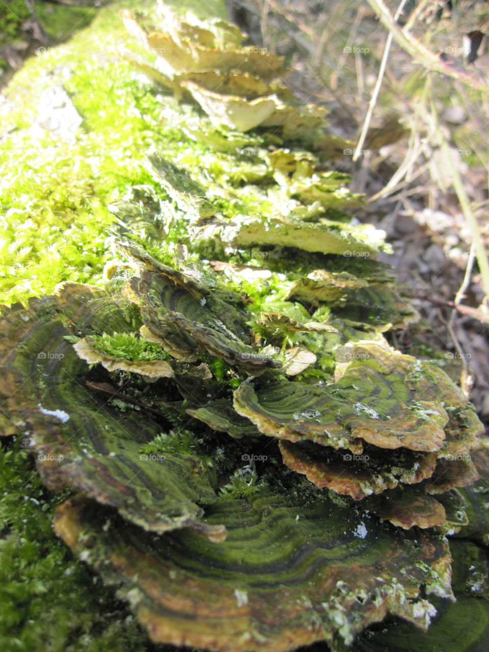 Bracket Fungus