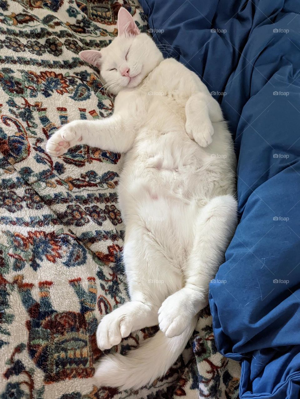 Sleepy, happy cat with her soft belly and polydactyl paws.