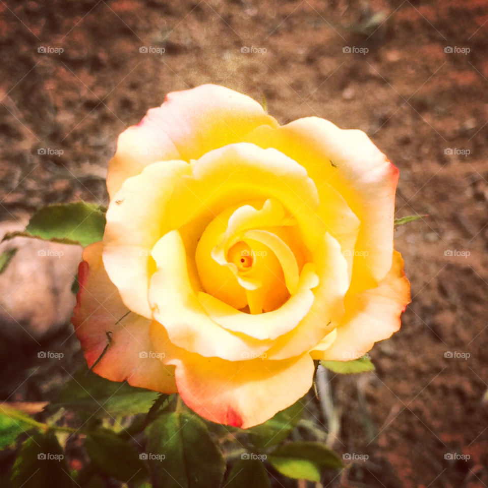 🌹 🇺🇸 Very beautiful flowers to brighten our day.  Live nature and its beauty. Did you like the delicate petals? / 🇧🇷 Flores muito bonitas para alegrar nosso dia. Viva a natureza e sua beleza. Gostaram das pétalas delicadas? 