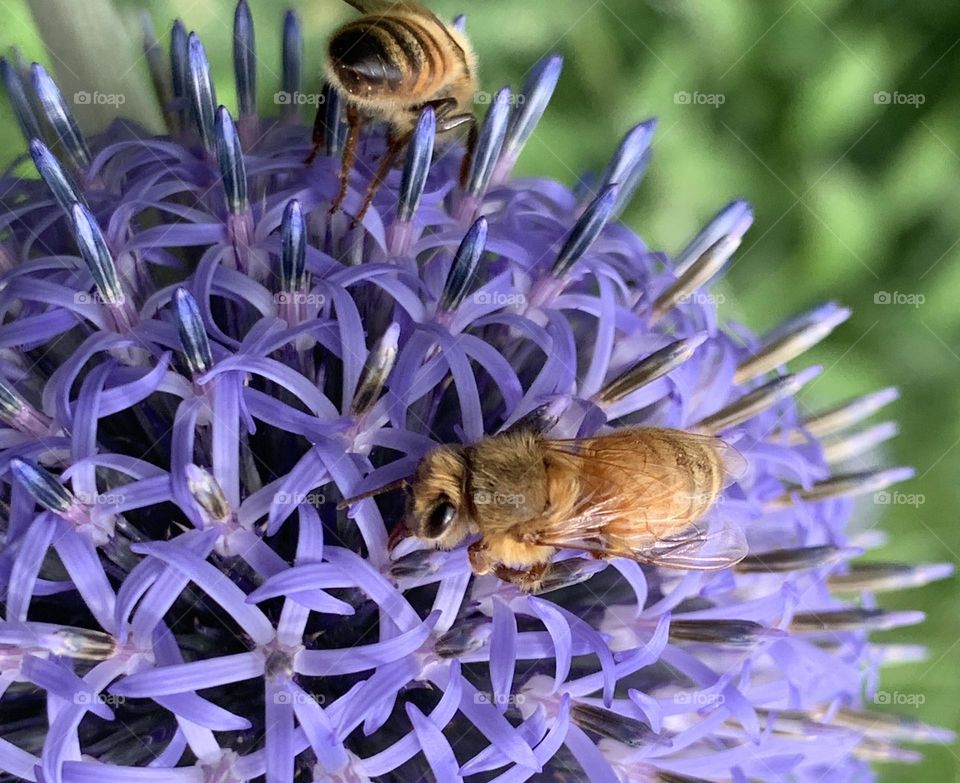 Cape honey bees pollinating - The distinctive, spherical shape and vibrant purple-blue color of the Globe Thistle make it a popular choice for gardens and a source of nectar for pollinators like bees