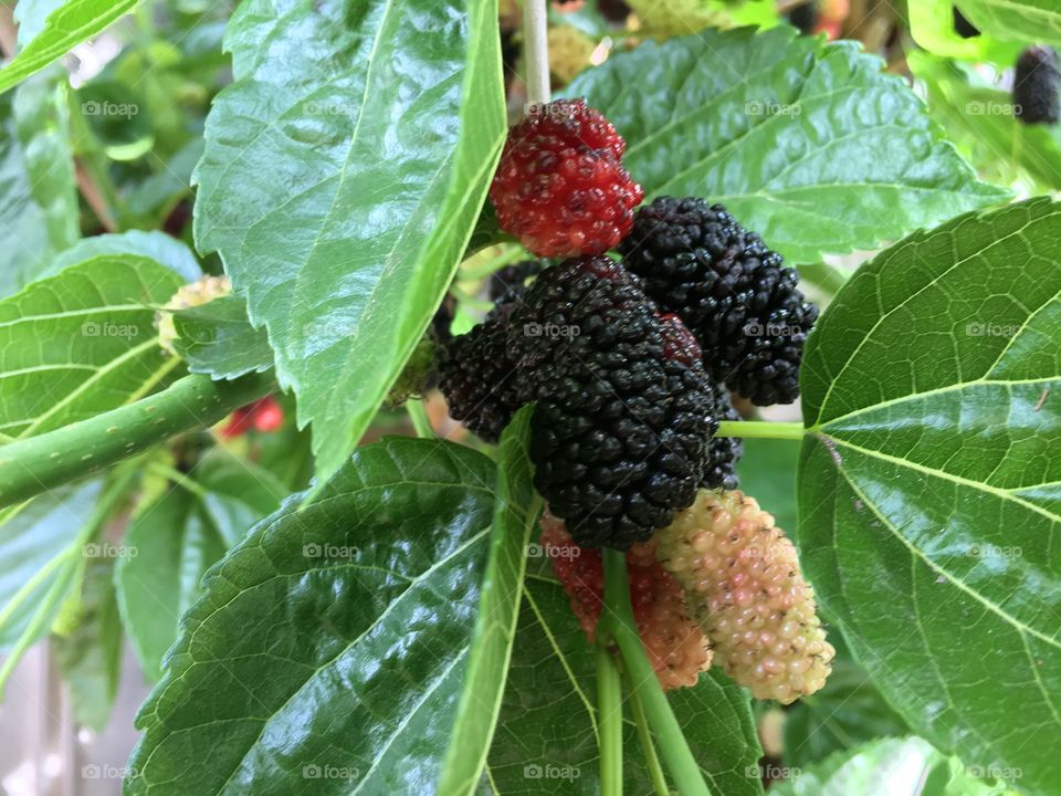 Mulberry bush and fruit. Mulberry bush with fruit in various stages of ripeness in Australia 