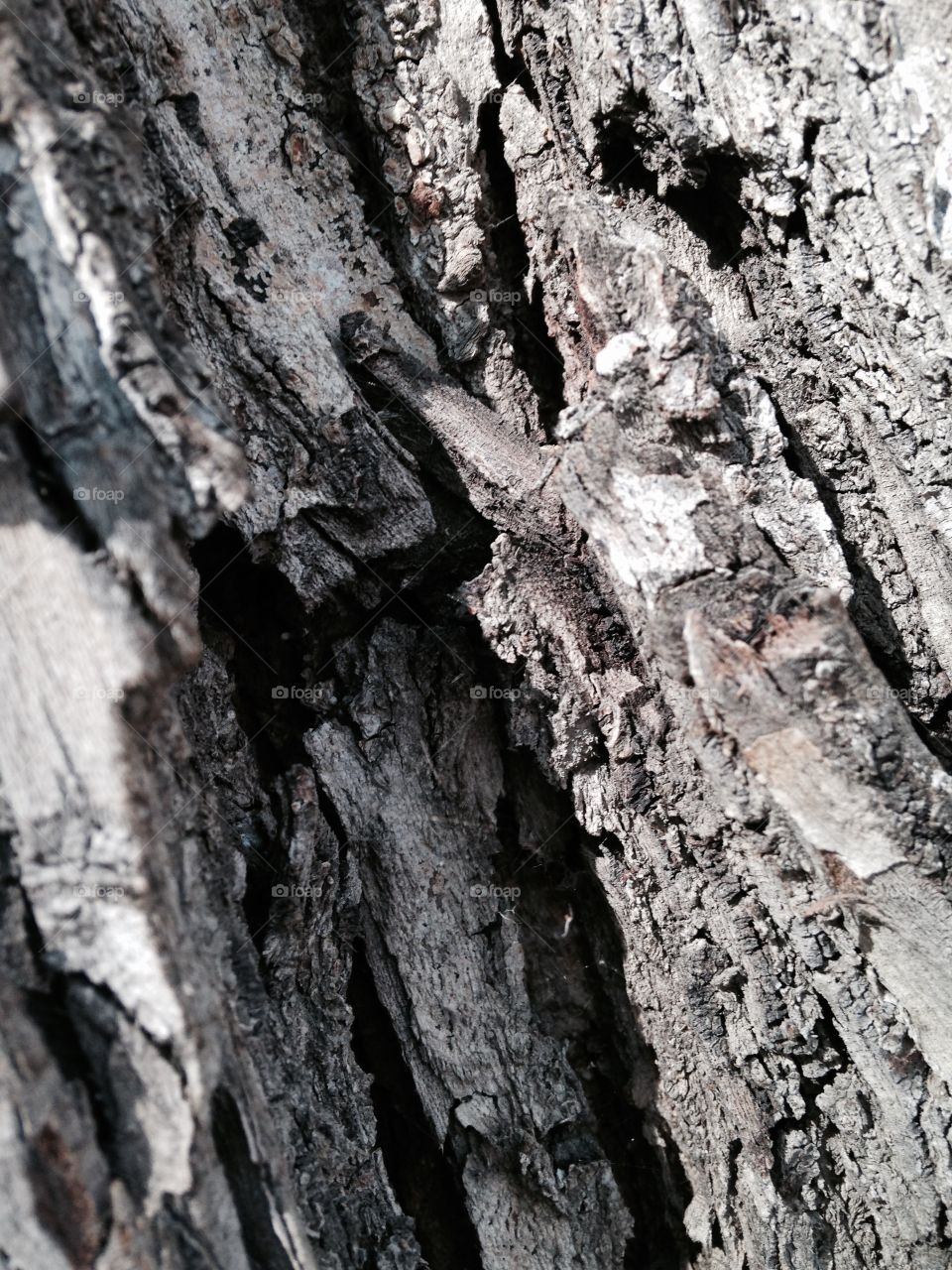Close up of a fallen tree