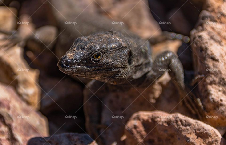 western canary lizard or blight lizard
