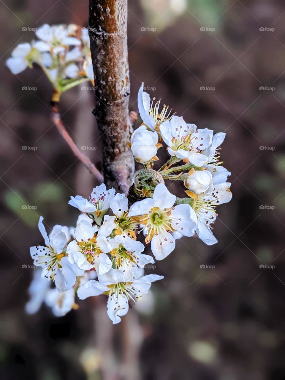 Apple flowing flowers
