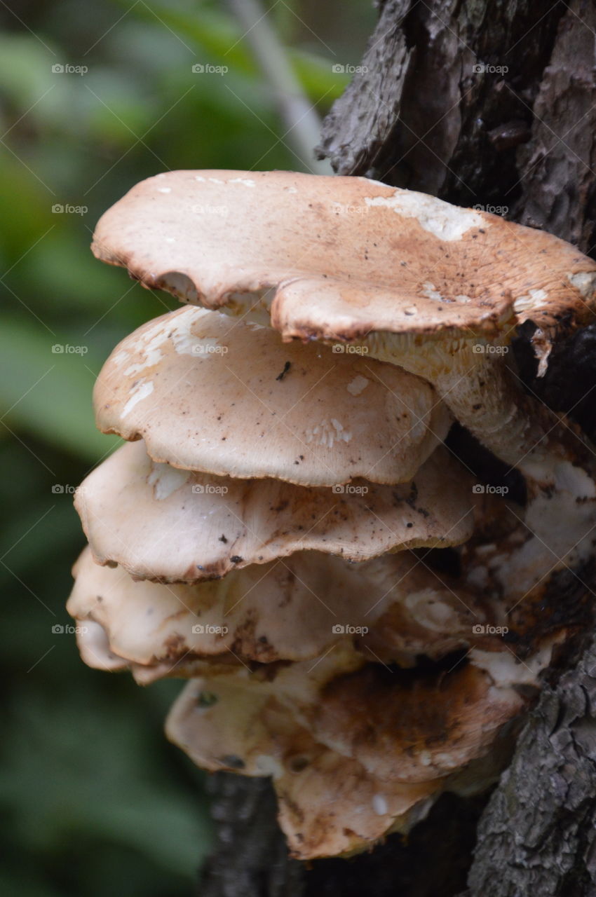 Fungus Growing On A Tree