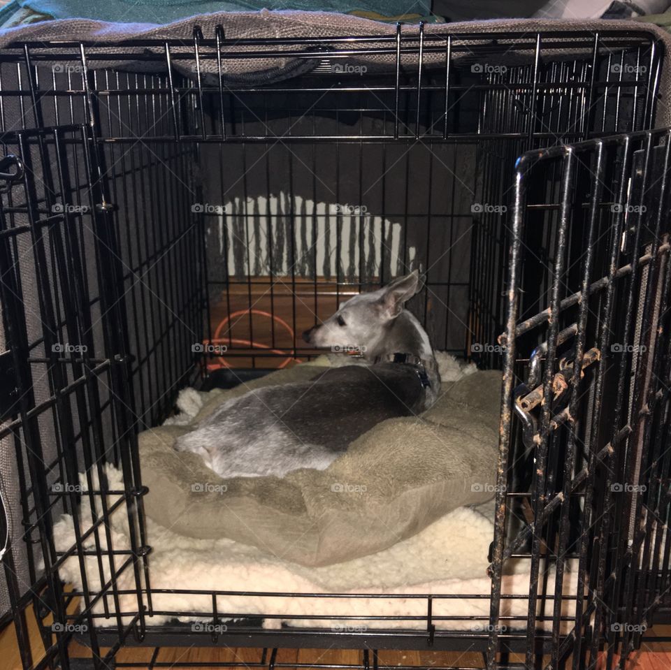 Older Miniature Italian greyhound in cage waiting for owners return home. Also Metal Dog Cages with door you can leave open or close for security.