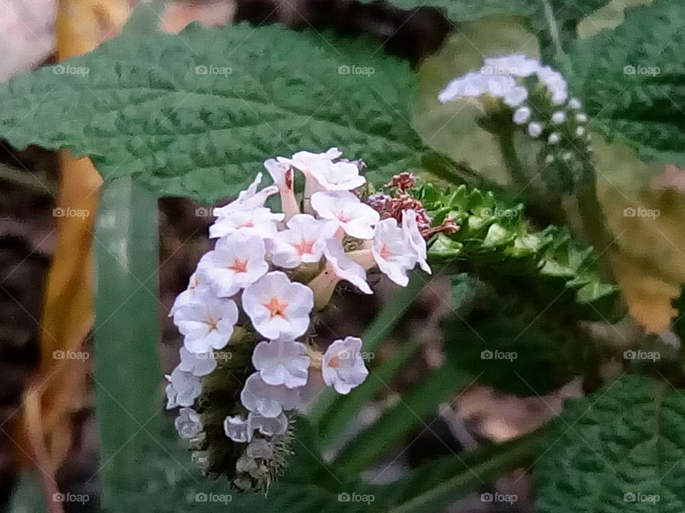 flower 2017/09/28 
007 
#আমার_চোখে #আমার_গ্রাম #nature #flower #eukaryota #plantae #angiosperms #eudicots