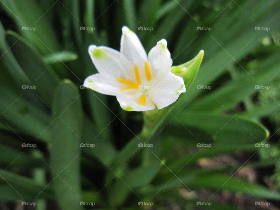 Nature, Flora, Leaf, Garden, Growth