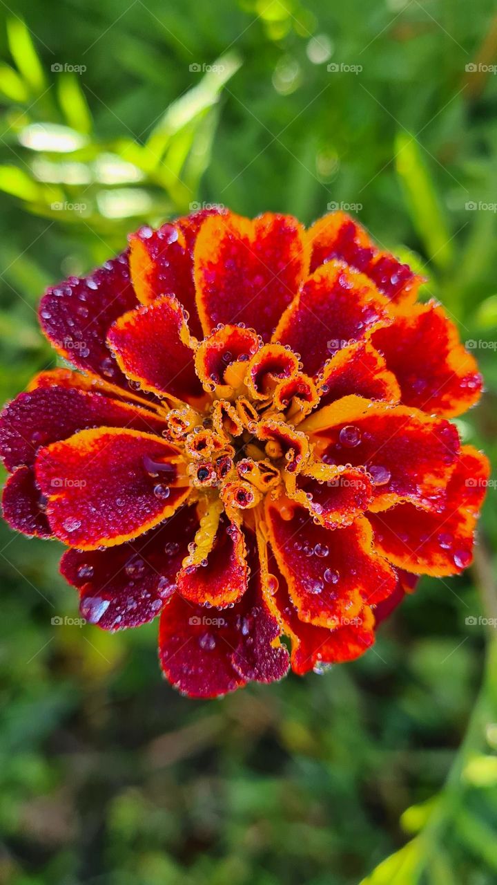 dew drops on a flower