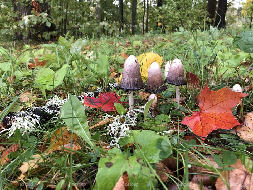 Autumn in the forest 