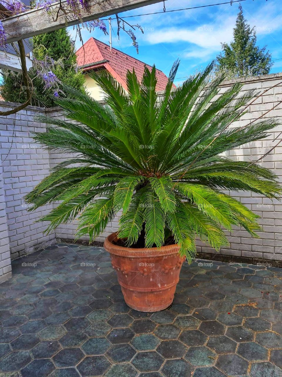 A palm in a quite yard