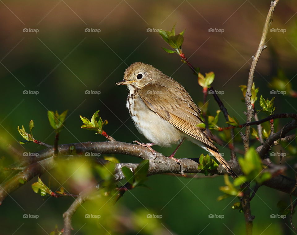 hermit thrush